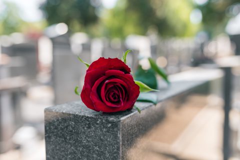 Rose in a cemetery with headstone